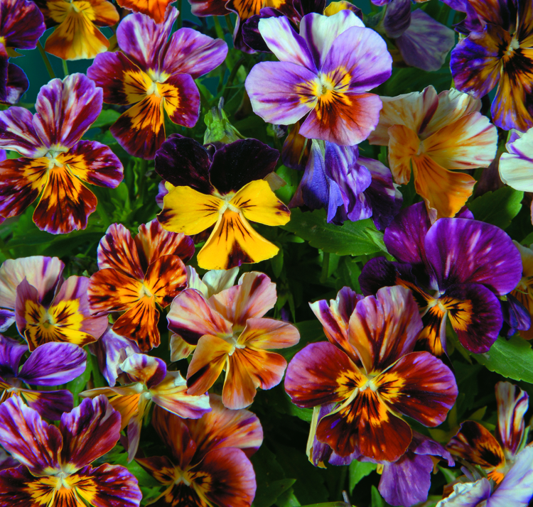 Viola cornuta <p>'Brush Strokes' <p>BRUSH STROKE <p>DONKEY EARS</p>