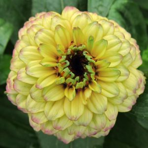 Zinnia haageana <p>'Aztec Lime' <p>AZTEC LIME ZINNIAS</p>