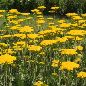 Achillea filipendulina ‘Cloth of Gold’ <p>CLOTH OF GOLD YARROW</p>