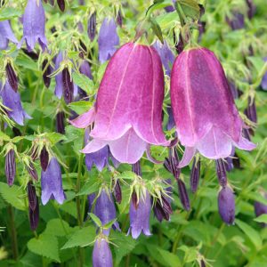 Campanula takesimana fl. pl. <p>DOUBLE KOREAN BELLFLOWERS</p>