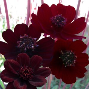 Cosmos atrosanguineus 'Black Magic' <p>BLACK MAGIC CHOCOLATE COSMOS <p>COLLECTOR'S PACK</p>
