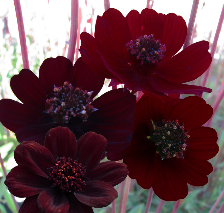 Cosmos atrosanguineus 'Black Magic' <p>BLACK MAGIC CHOCOLATE COSMOS <p>COLLECTOR'S PACK</p>