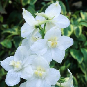 Delphinium grandiflorum <p>‘White Papillon’ <p>WHITE BUTTERFLY DELPHINIUMS <p>SALE: Buy 1 get 2 packs</p>