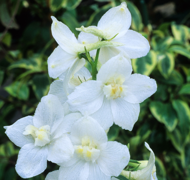 Delphinium grandiflorum <p>‘White Papillon’ <p>WHITE BUTTERFLY DELPHINIUMS <p>SALE: Buy 1 get 2 packs</p>