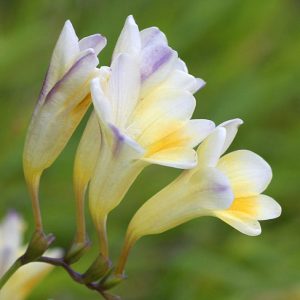 Freesia refracta <p>GRANDMA'S FRAGRANT OLD FREESIAS</p>