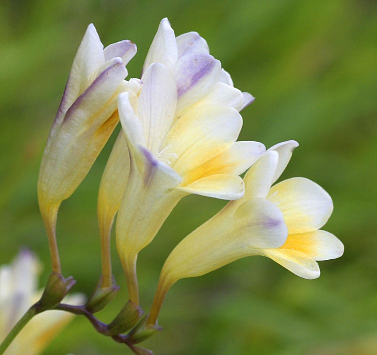 Freesia refracta <p>GRANDMA'S FRAGRANT OLD FREESIAS</p>