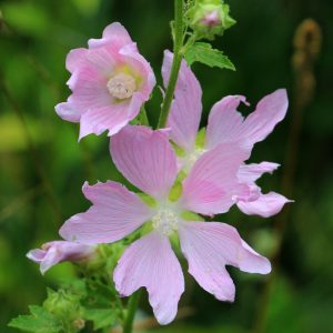 Lavatera cachemeriana <p>KASHMIR MALLOW <p>No WA</p>