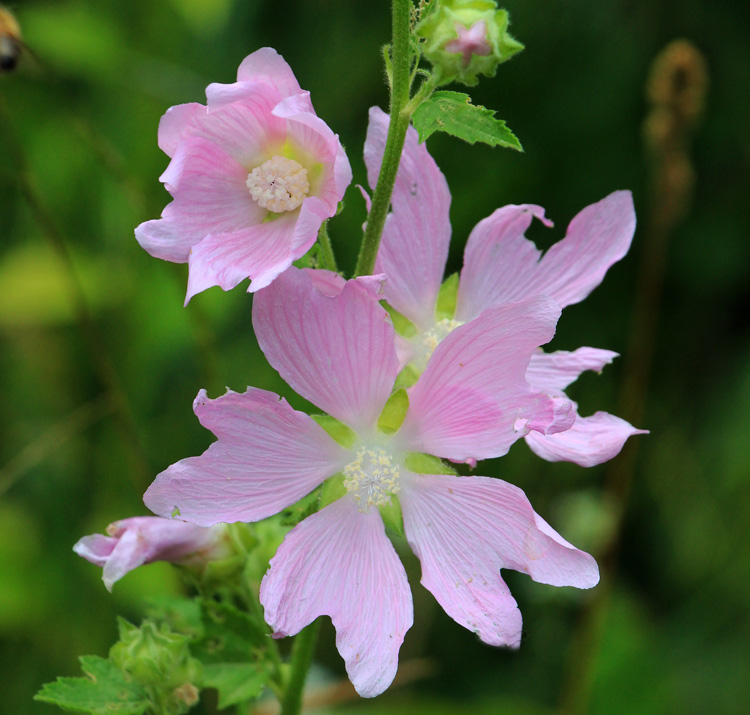 Lavatera cachemeriana <p>KASHMIR MALLOW <p>No WA</p>