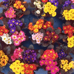 Primula elatior 'Jessica' <p>JESSICA'S CHOCOLATE LEAF OXLIPS <p>COLLECTOR'S PACK</p>