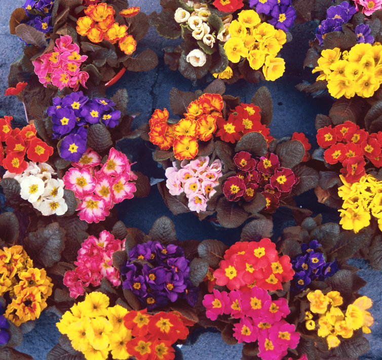 Primula elatior 'Jessica' <p>JESSICA'S CHOCOLATE LEAF OXLIPS <p>COLLECTOR'S PACK</p>