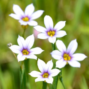 Sisyrinchium angustifolium f. album <p>WHITE BLUE EYED GRASS</p>
