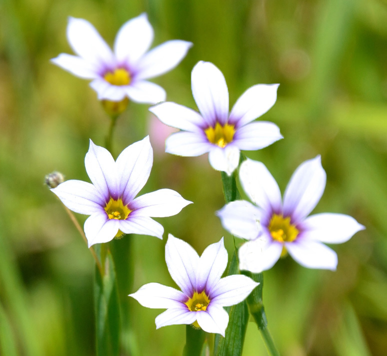 Sisyrinchium angustifolium f. album <p>WHITE BLUE EYED GRASS</p>