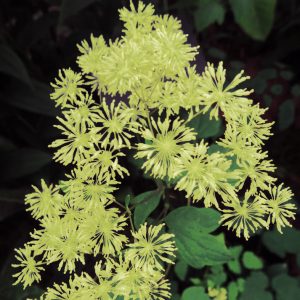 Thalictrum minus 'Adiantifolium' <p>DWARF MEADOW RUE or FALSE MAIDEN HAIR</p>