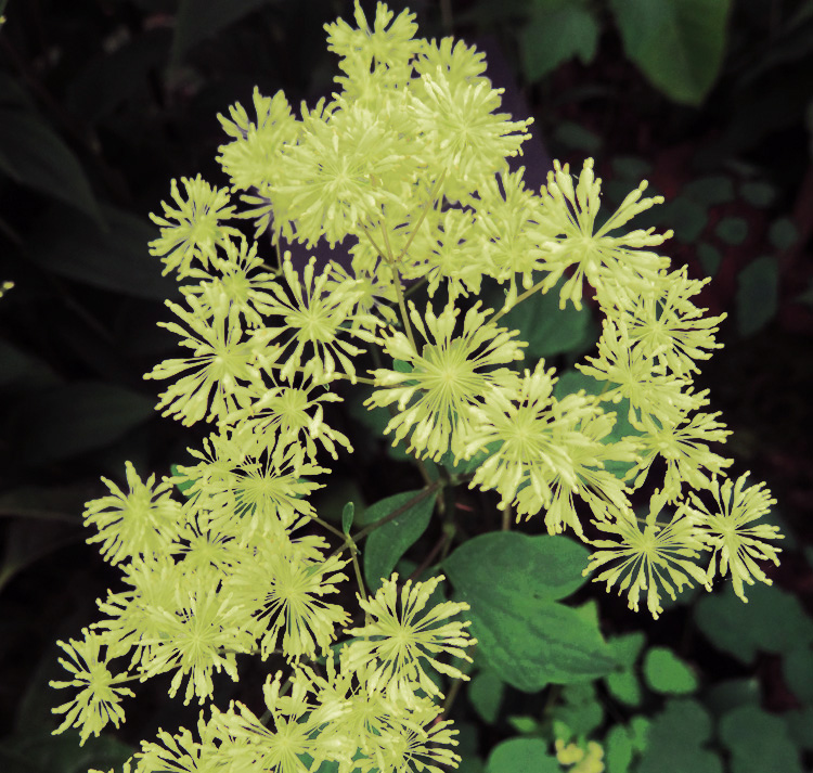 Thalictrum minus 'Adiantifolium' <p>DWARF MEADOW RUE or FALSE MAIDEN HAIR</p>