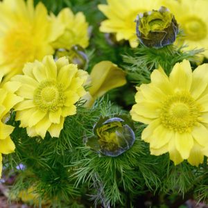 Adonis vernalis <p>DAWN OF SPRING ADONIS</p>