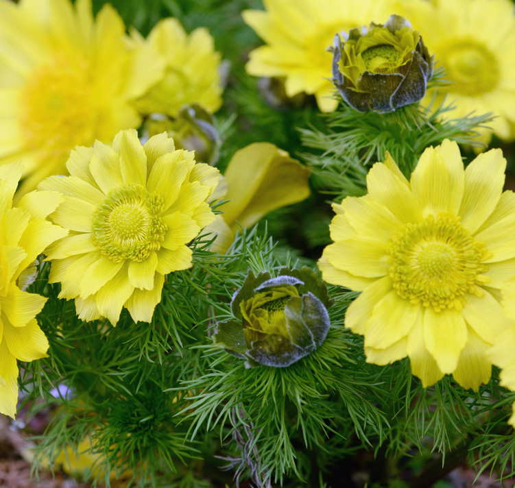 Adonis vernalis <p>DAWN OF SPRING ADONIS</p>