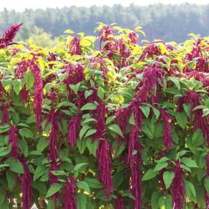 Amaranthus caudatus 'Love Lies Bleeding' <p><p>LOVE LIES BLEEDING AMARANTH <p>BULK FLOWER FARMERS PACK</p>