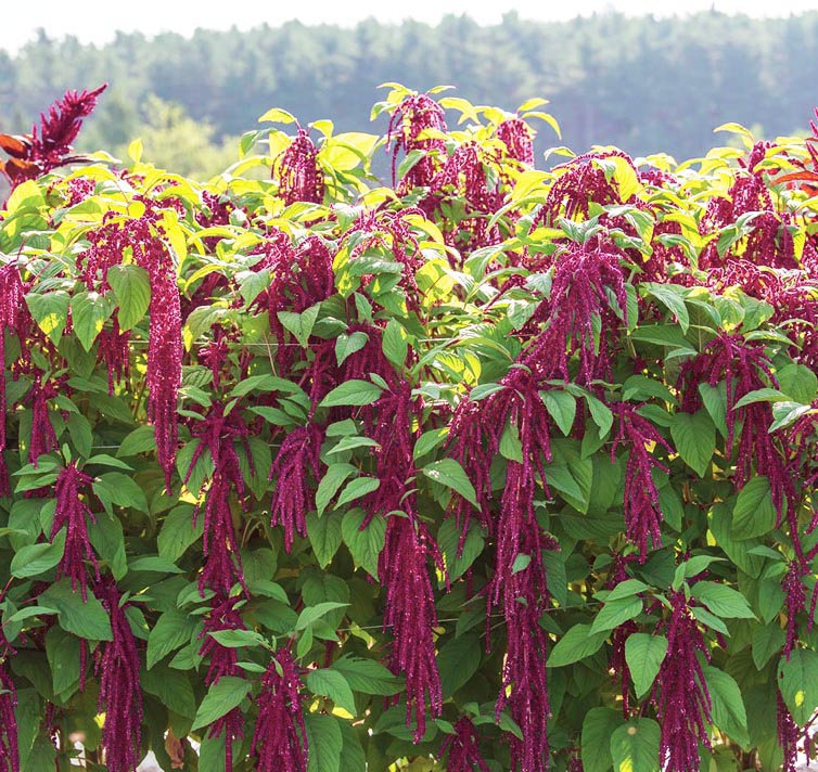 Amaranthus caudatus 'Love Lies Bleeding' <p><p>LOVE LIES BLEEDING AMARANTH <p>BULK FLOWER FARMERS PACK</p>