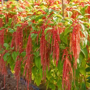 Amaranthus caudatus <p>'Coral Fountain' <p>CORAL FOUNTAINS AMARANTH <p>BULK FLOWER FARMER'S PACK</p>