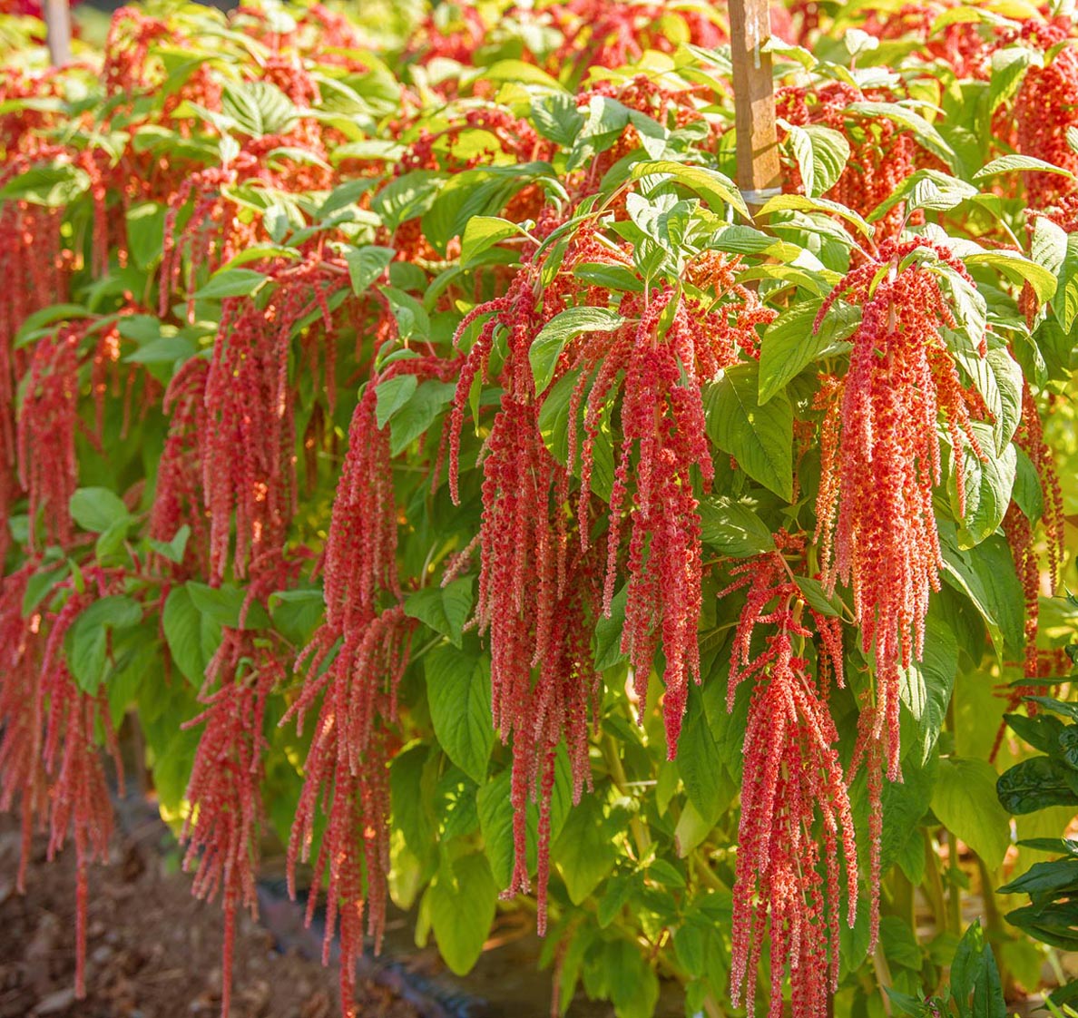 Amaranthus caudatus <p>'Coral Fountain' <p>CORAL FOUNTAINS AMARANTH <p>BULK FLOWER FARMER'S PACK</p>
