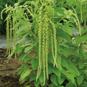 Amaranthus caudatus <p>'Emerald Tassels' <p>EMERALD TASSELS AMARANTH <p>BULK FLOWER FARMERS PACK</p>