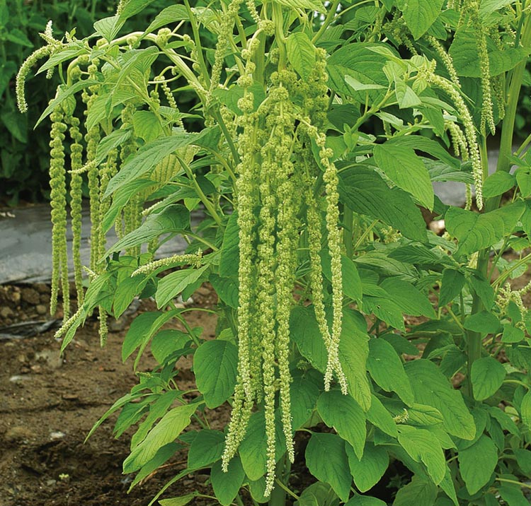 Amaranthus caudatus <p>'Emerald Tassels' <p>EMERALD TASSELS AMARANTH <p>BULK FLOWER FARMERS PACK</p>
