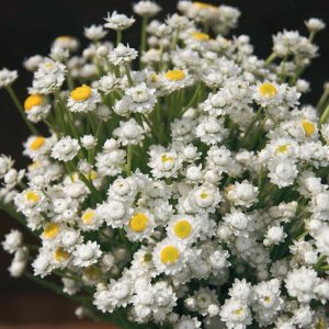 Ammobium <p>alatum <p>WINGED EVERLASTING</p>