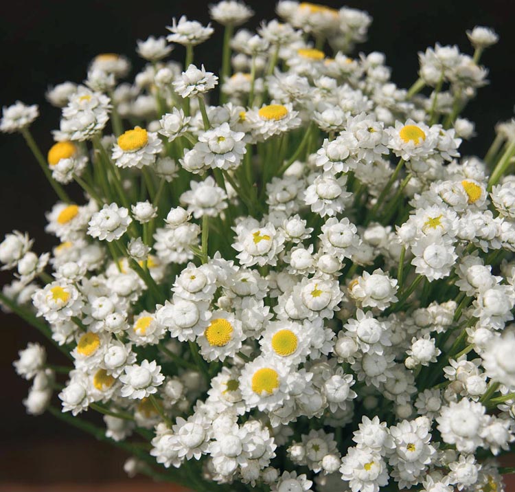 Ammobium <p>alatum <p>WINGED EVERLASTING</p>