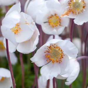 Anemone sylvestris <p>'Madonna' <p>THE SNOWDROP ANEMONE</p>