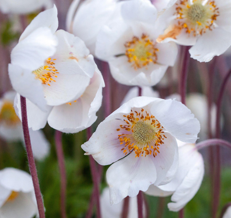 Anemone sylvestris <p>'Madonna' <p>THE SNOWDROP ANEMONE</p>