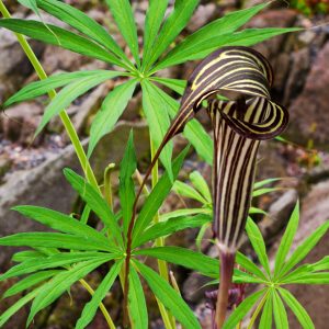 Arisaema ciliatum <p>UMBRELLA COBRA LILY</p>COLLECTOR'S PACK</p>
