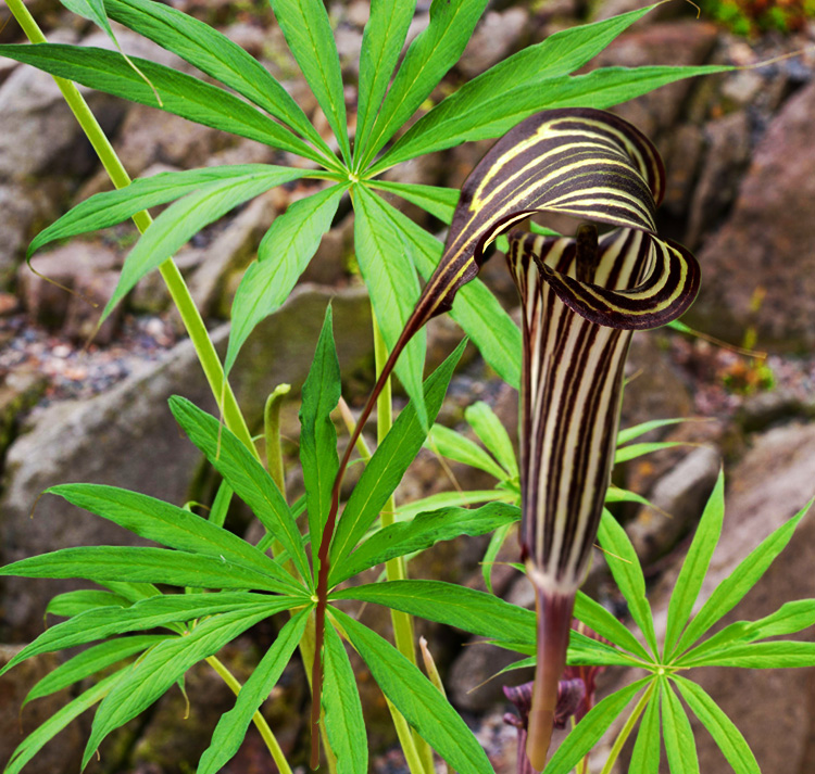 Arisaema ciliatum <p>UMBRELLA COBRA LILY</p>COLLECTOR'S PACK</p>