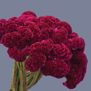 Celosia argentea var. cristata ‘Cramer's Burgundy’ </p>BURGUNDY CRESTED COCKSCOMB</p>