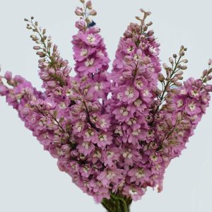 Delphinium elatum <p>'Cherry Blossom' <p>CHERRY BLOSSOM DELPHINIUMS</p>