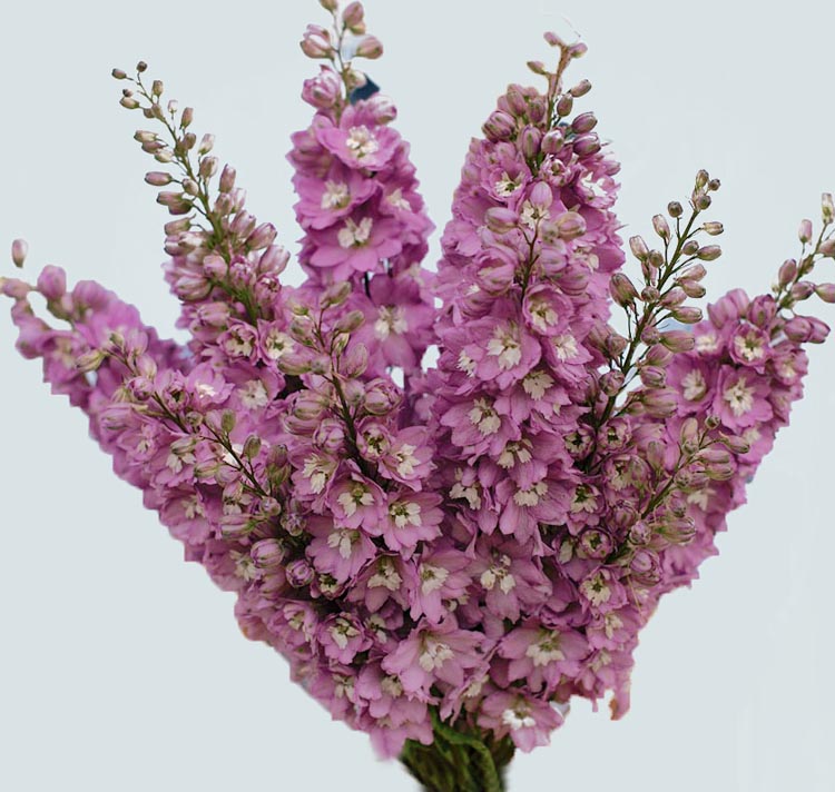 Delphinium elatum <p>'Cherry Blossom' <p>CHERRY BLOSSOM DELPHINIUMS</p>