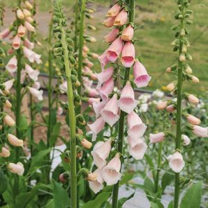 Digitalis purpurea <p>'Pink Gin' <p>PINK GIN TOWER FOXGLOVES <p>No Tas.</p>
