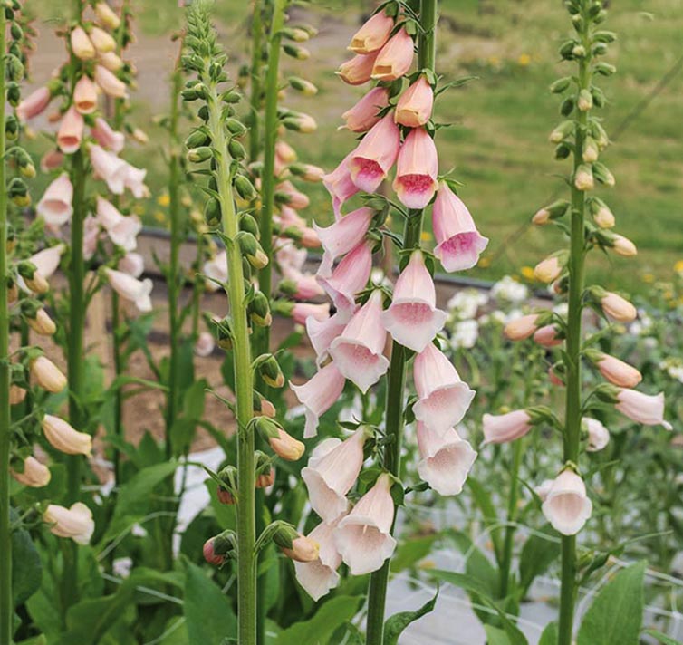 Digitalis purpurea <p>'Pink Gin' <p>PINK GIN TOWER FOXGLOVES <p>No Tas.</p>