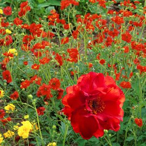 Geum quellyon <p>'Fireball' <p>BALL OF FIRE GEUM</p>