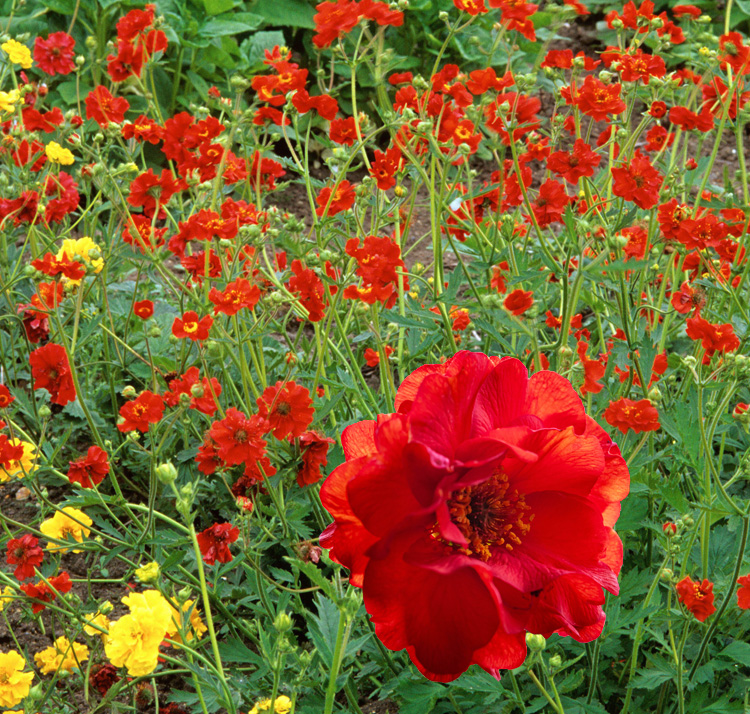 Geum quellyon <p>'Fireball' <p>BALL OF FIRE GEUM</p>