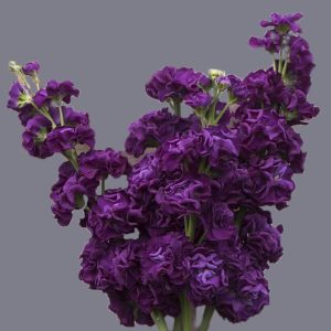 Matthiola incana <p>'Iron Purple' <p>IRON PURPLE JAPANESE STOCKS</p>
