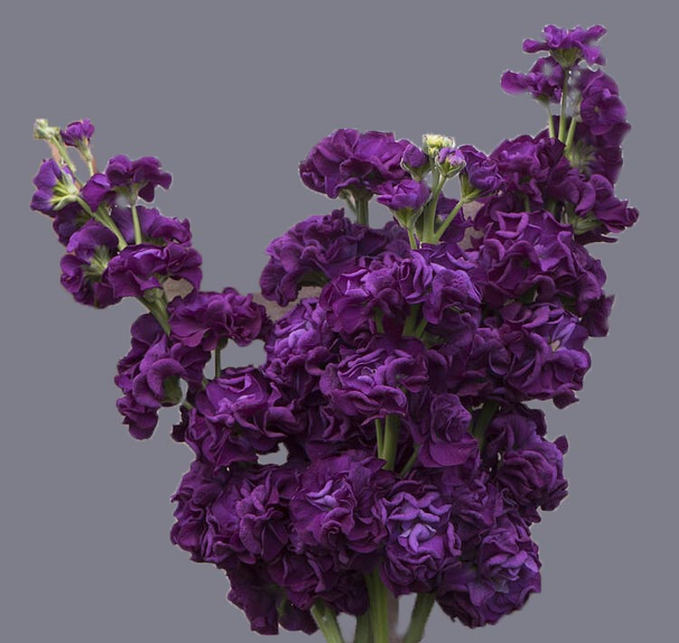 Matthiola incana <p>'Iron Purple' <p>IRON PURPLE JAPANESE STOCKS</p>