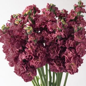 Matthiola incana <p>'Vintage Brown Improved' <p>VINTAGE BROWN JAPANESE STOCKS</p>