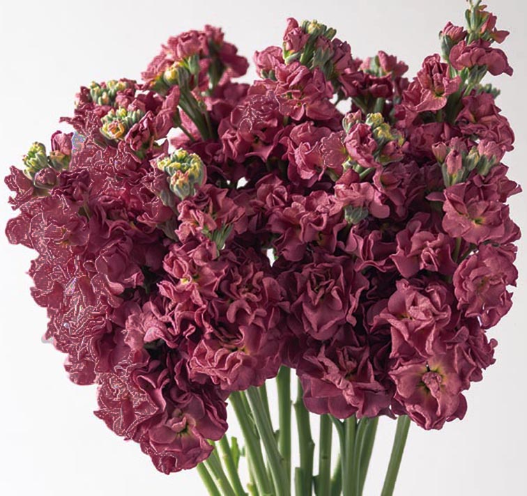 Matthiola incana <p>'Vintage Brown Improved' <p>VINTAGE BROWN JAPANESE STOCKS</p>
