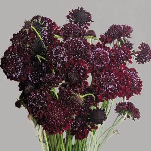 Scabiosa atropurpurea <p>‘Black Beauty’ <p>Syn. Sixalix atropurpurea <p>BLACK BEAUTY PINCUSHIONS</p>