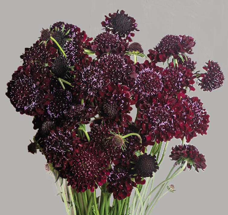 Scabiosa atropurpurea <p>‘Black Beauty’ <p>Syn. Sixalix atropurpurea <p>BLACK BEAUTY PINCUSHIONS</p>