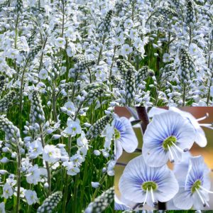 Veronica gentianoides <p>'Blue Streak' <p>BLUE STREAK MAT VERONICA</p>
