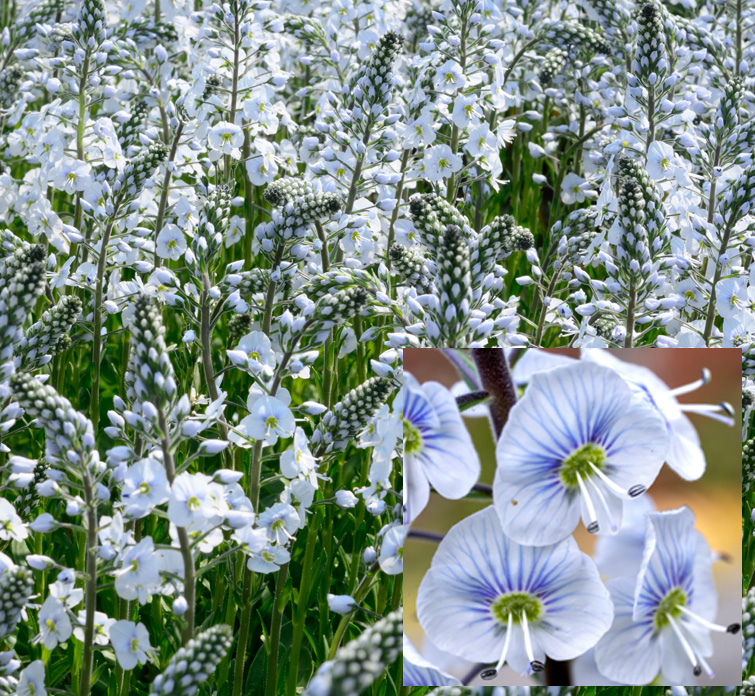 Veronica gentianoides <p>'Blue Streak' <p>BLUE STREAK MAT VERONICA</p>
