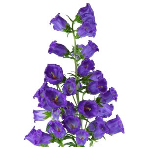 Campanula medium <p>'Blue Single' <p>BLUE CANTERBURY BELLS <p>SALE: Buy 1 get 2 packs</p>