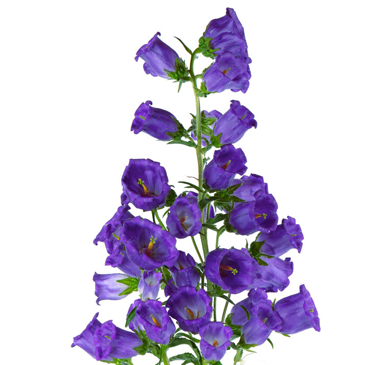 Campanula medium <p>'Blue Single' <p>BLUE CANTERBURY BELLS <p>SALE: Buy 1 get 2 packs</p>