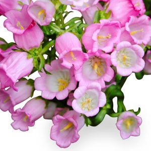 Campanula medium <p>'Pink Single' <p>PINK CANTERBURY BELLS <p>SALE: Buy 1 get 2 packs</p>